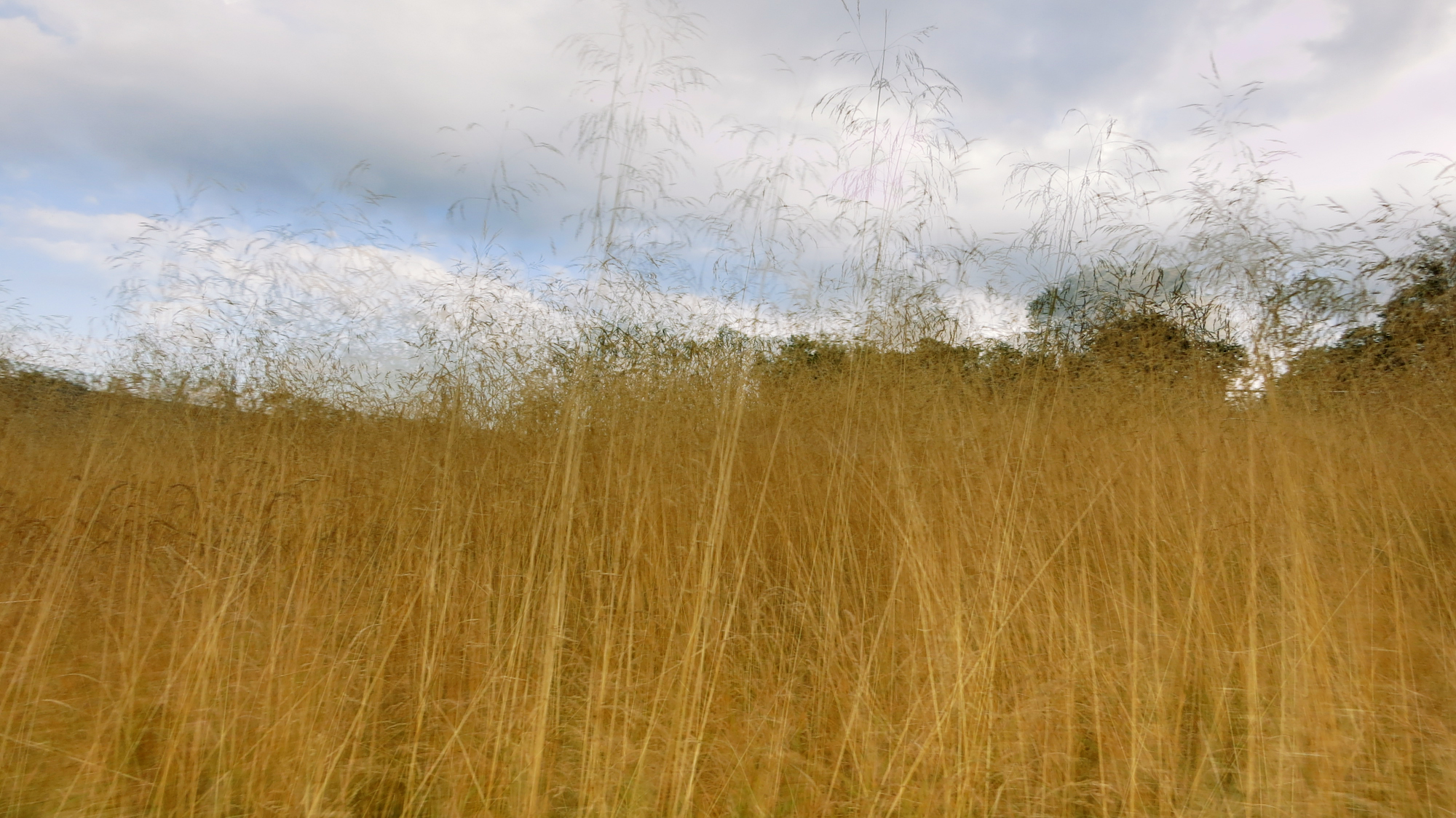 Image art de Sylvie Chenard